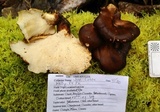 Polyporus picipes image