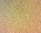 Polyporus durus image