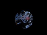 Massalongia carnosa image