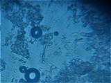 Massalongia carnosa image