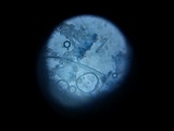 Massalongia carnosa image
