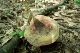 Lactarius corrugis image