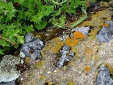Caloplaca saxicola image
