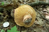 Lactarius corrugis image