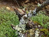 Parmotrema hypoleucinum image