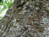 Parmelina coleae image