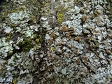 Parmelina coleae image