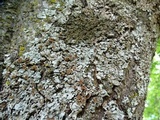 Parmelina coleae image
