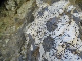 Lecidea tessellata image