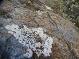 Lecidea tessellata image