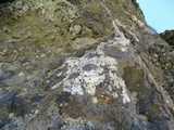 Lecidea tessellata image