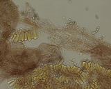 Mycena metata image