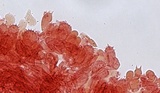 Mycena metata image