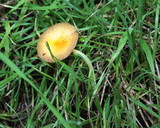 Bolbitius vitellinus image