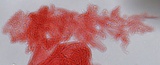 Mycena metata image