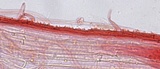 Mycena metata image