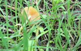 Bolbitius vitellinus image