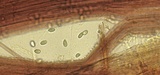 Mycena filopes image