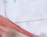 Mycena filopes image