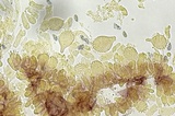 Mycena filopes image