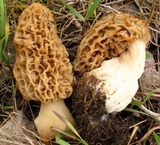 Morchella americana image