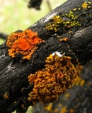 Xanthomendoza montana image