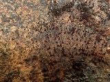 Melanospora lagenaria image