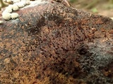 Melanospora lagenaria image