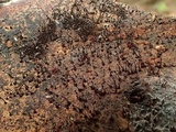 Melanospora lagenaria image