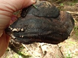 Melanospora lagenaria image