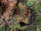 Melanospora lagenaria image