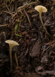 Entoloma coloradense image