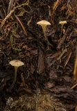Entoloma coloradense image