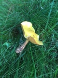 Suillus americanus image