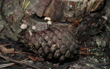 Mycena purpureofusca image