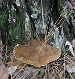 Onnia subtriquetra image