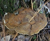 Onnia subtriquetra image