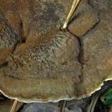Onnia subtriquetra image