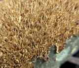 Hydnochaete olivacea image