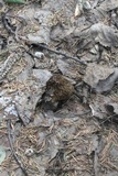 Verpa bohemica image