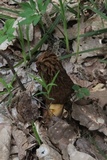 Verpa bohemica image