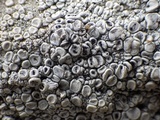 Dactylospora parellaria image