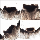 Dactylospora parellaria image
