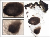 Dactylospora parellaria image