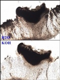 Dactylospora parellaria image