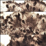 Dactylospora parellaria image