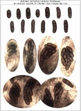Dactylospora parellaria image