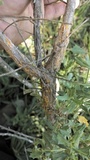 Puccinia evadens image