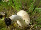 Russula cerolens image