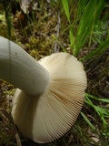 Russula cerolens image